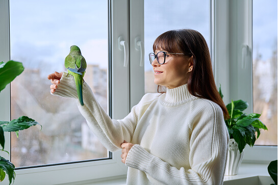Protect Birds and Your Glass with Bird Safety Window Film
