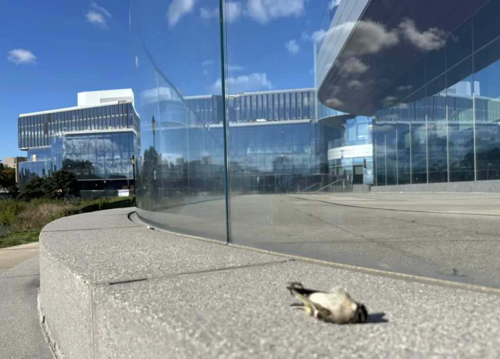 bird collision glass